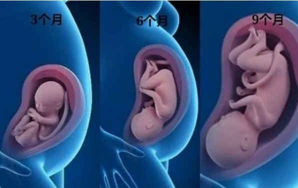 胎儿晚期生长速度