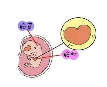 胎儿最快生长期(胎儿生长最快的时期)